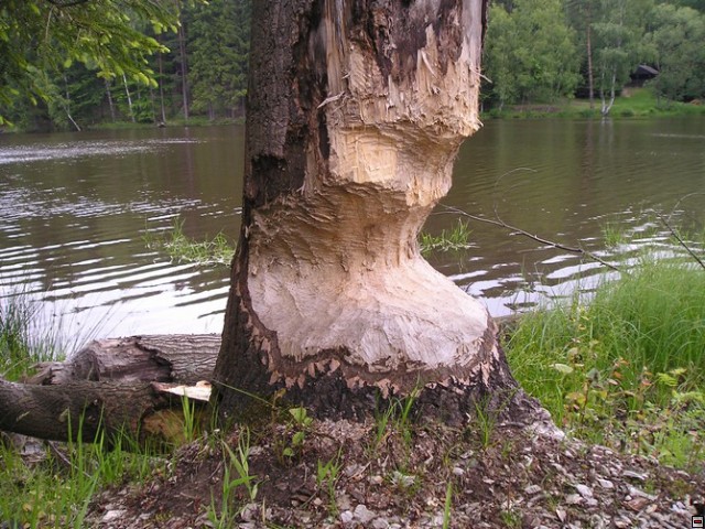 img00005.jpg