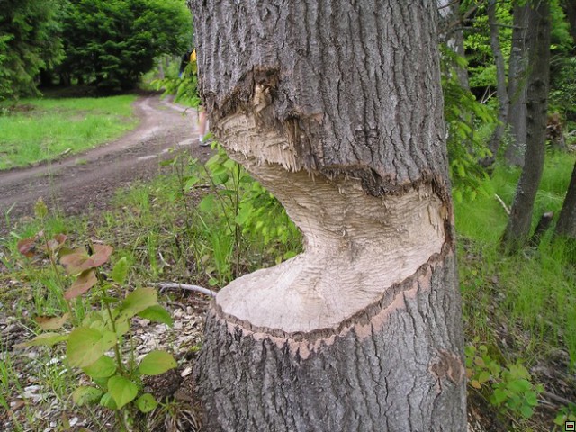 img00006.jpg