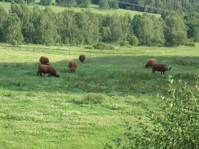 img00018.jpg