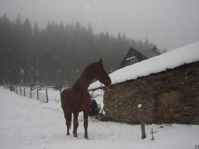img00005.jpg