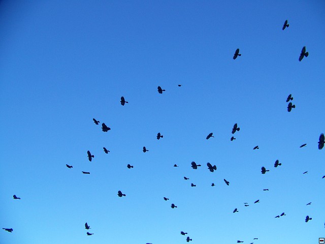 img00028.jpg
