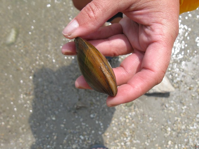 img00029.jpg