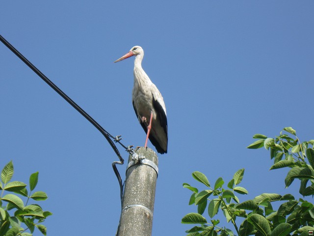 img00033.jpg