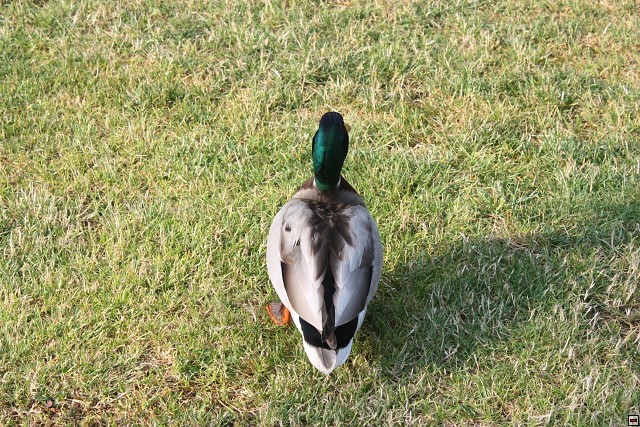 img00019.jpg
