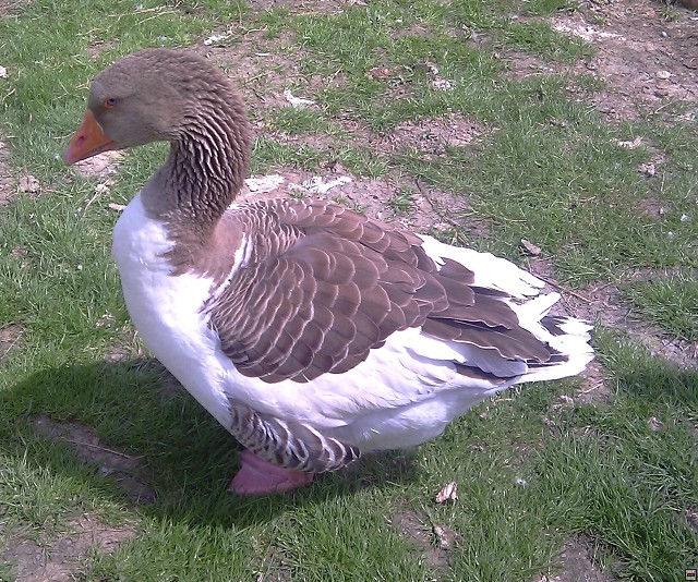 img00013.jpg