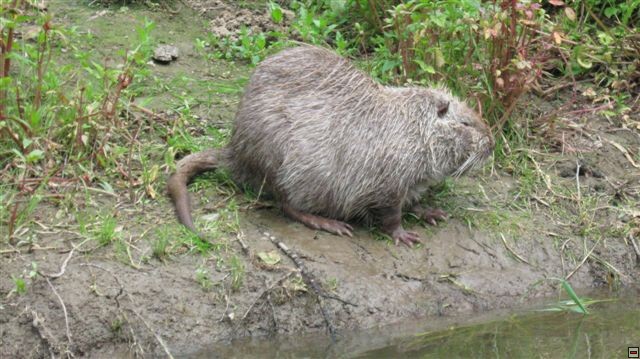 img00012.jpg