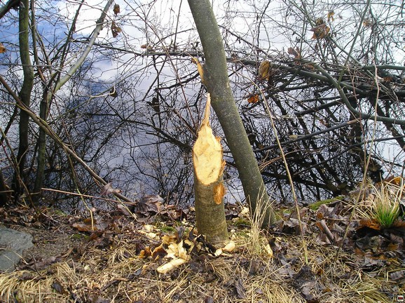 img00011.jpg