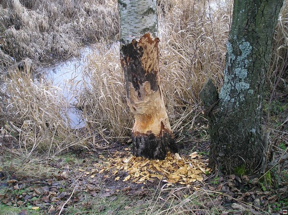 img00015.jpg